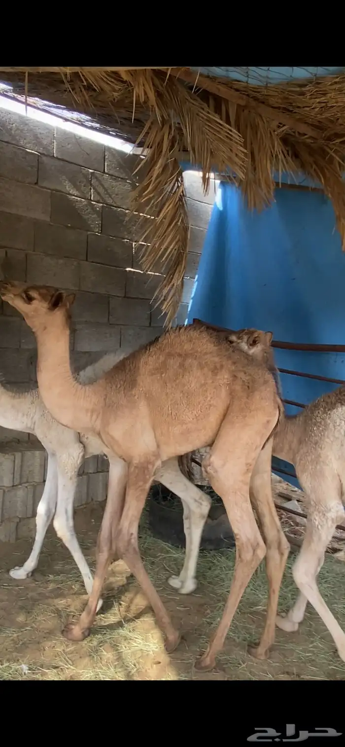 حيران قعدان للبيع 0
