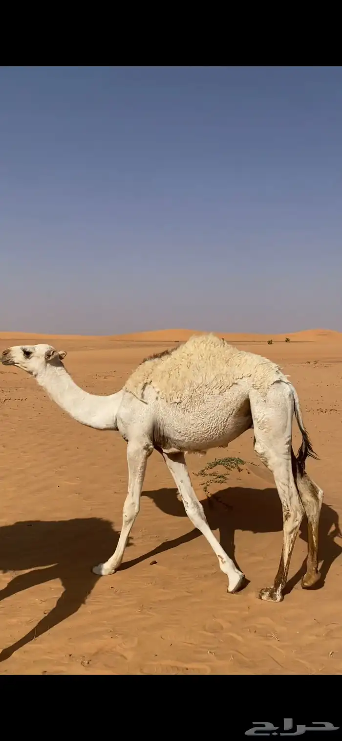 للبيع قعود الموقع شقراء 0