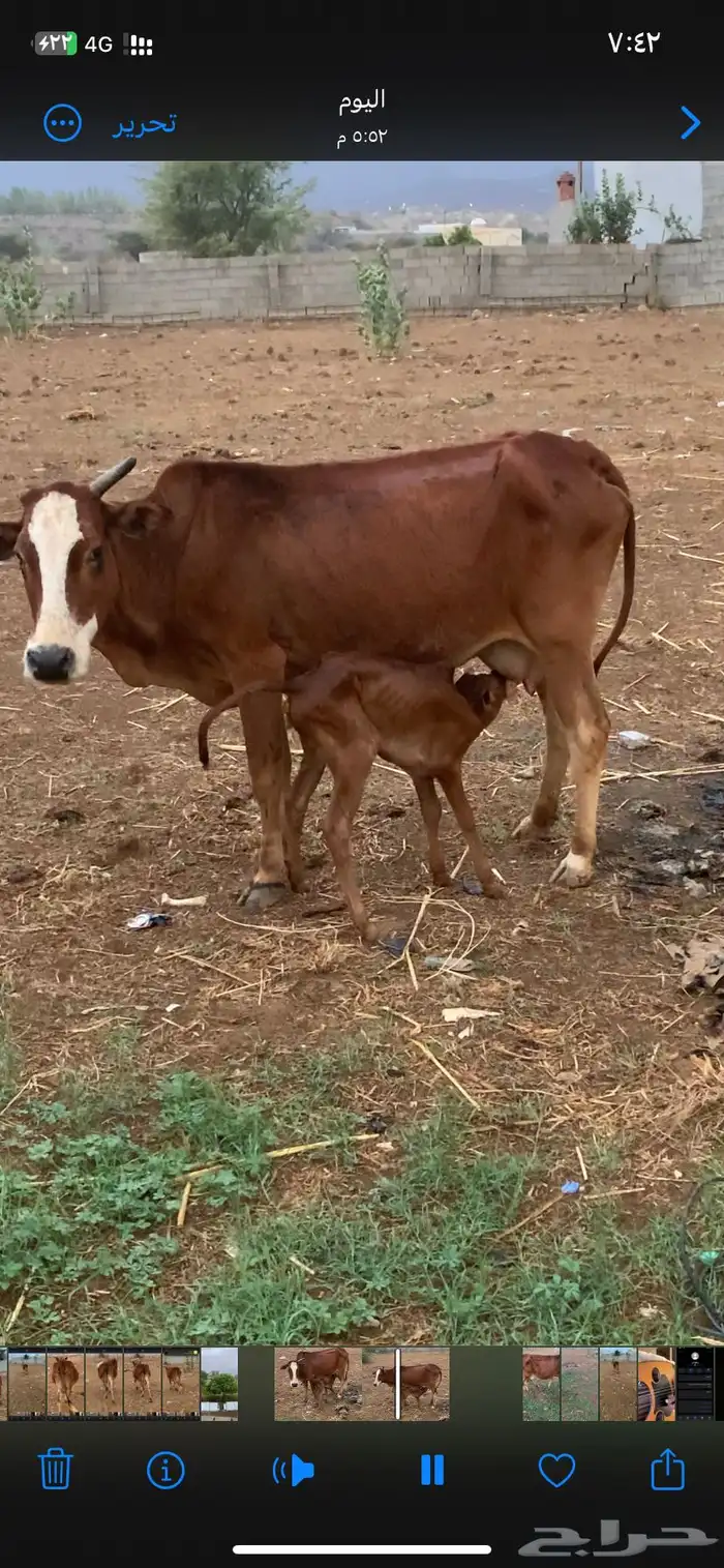بقره للبيع 2