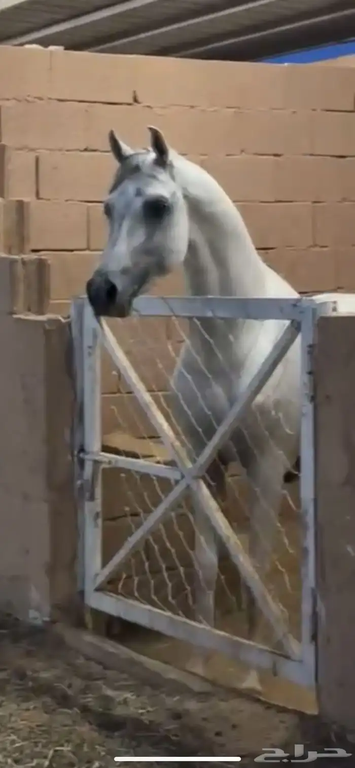 فحل مكس متاح لتشبيه لوجه الله 0