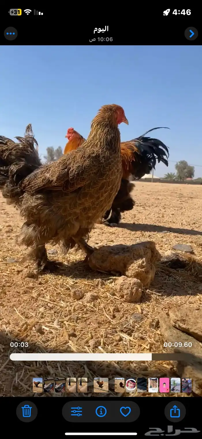 دجاج برهمه 3