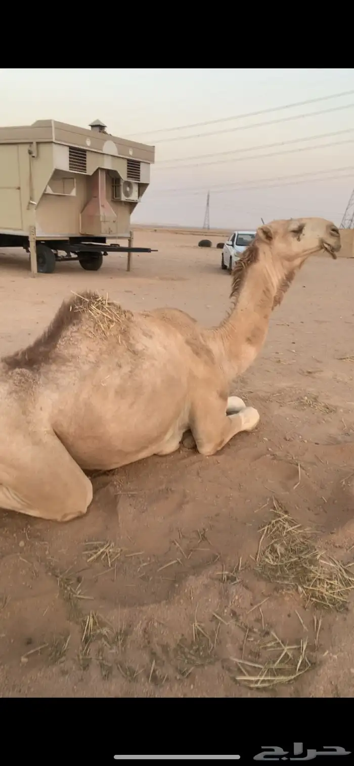 البيع القعود الباتلي الكفووو 0