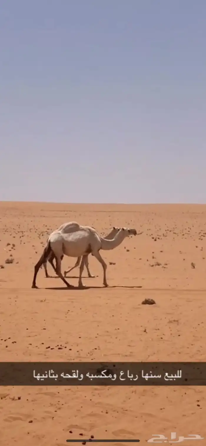 للبيع ضروبه ولقحه السن رباع 1