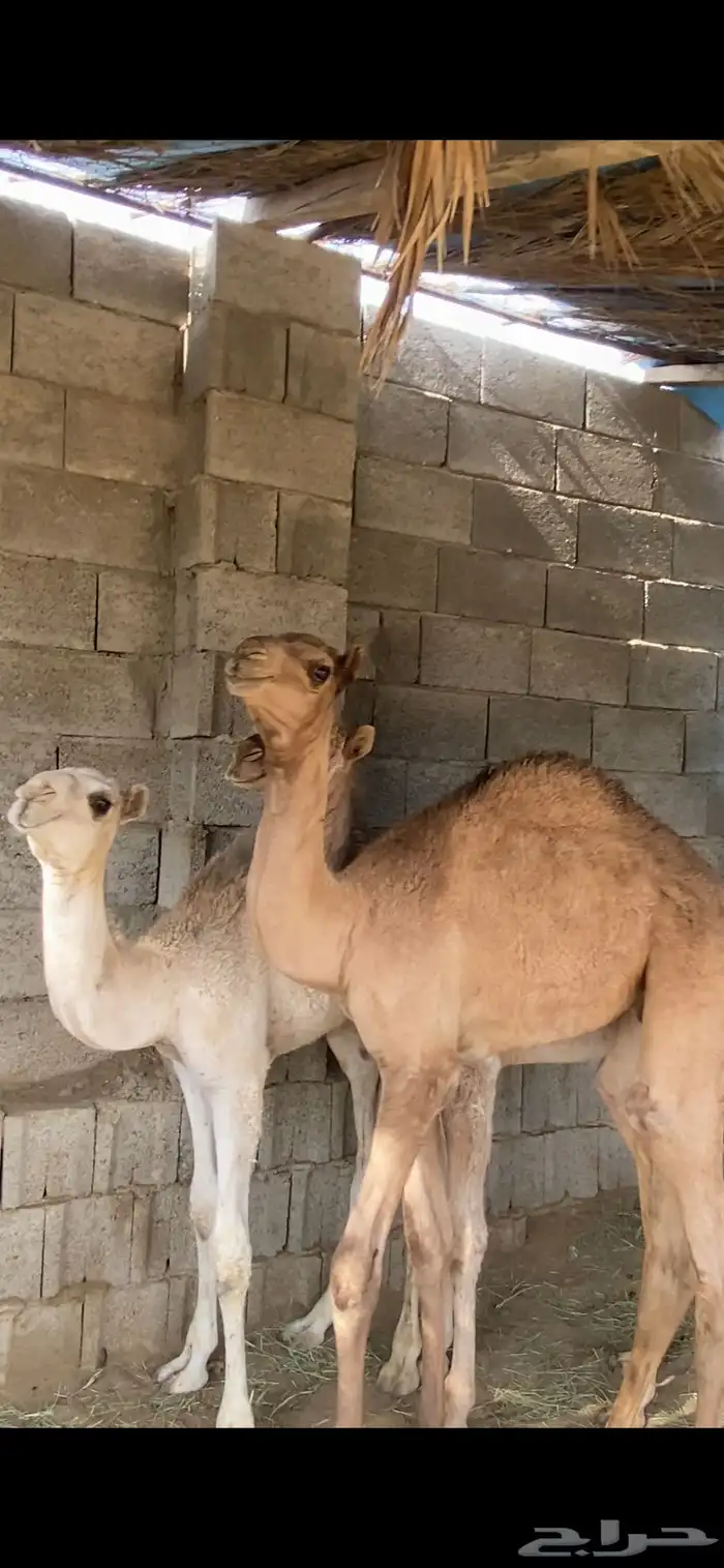 حيران قعدان للبيع 4