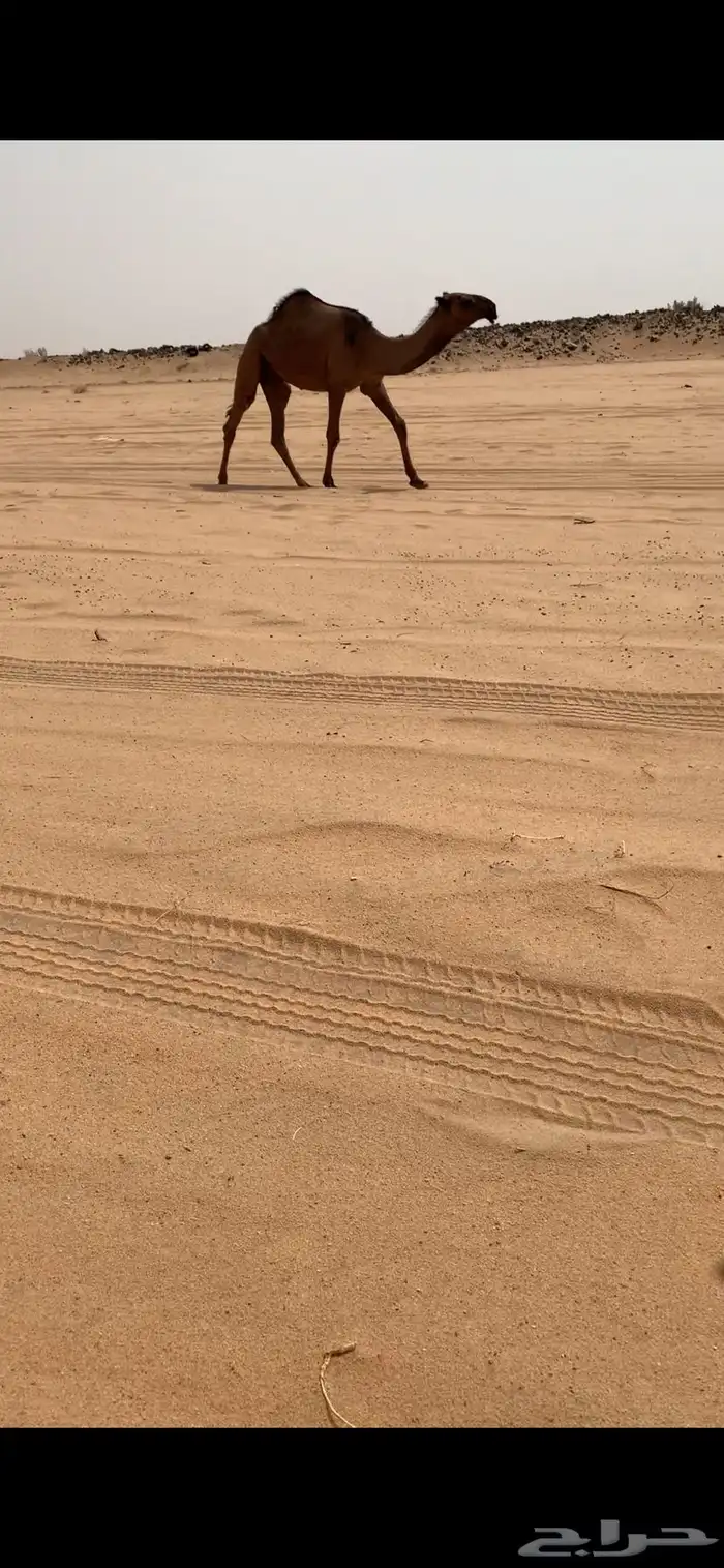 عشرا صفرا تحتها بكره طيبه 2