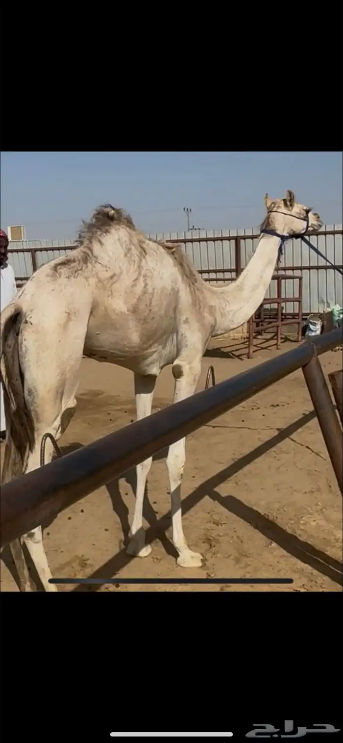 للبيع بكره سلاله 0