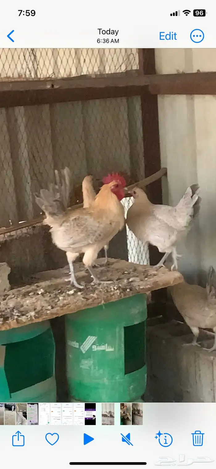 دجاج فيومي جولد صنف طيب 4