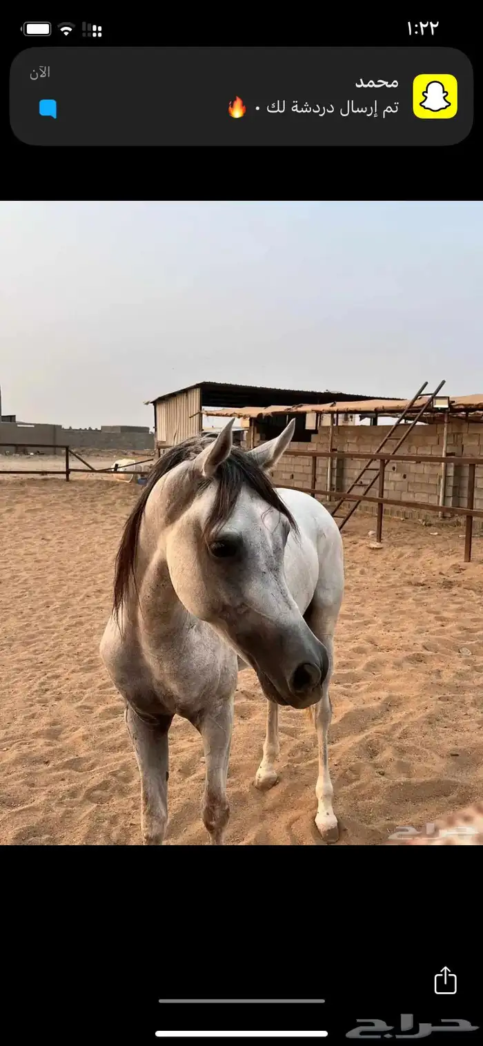حصان واهو شيخ 0