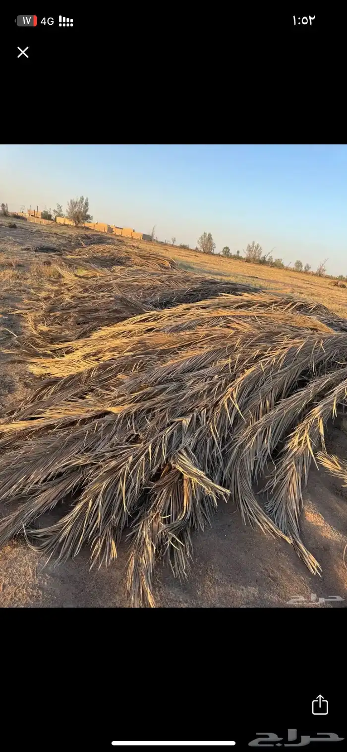 السلام عليكم ابي جريد لاهنتم الزليد عنده ب المزرعه 0
