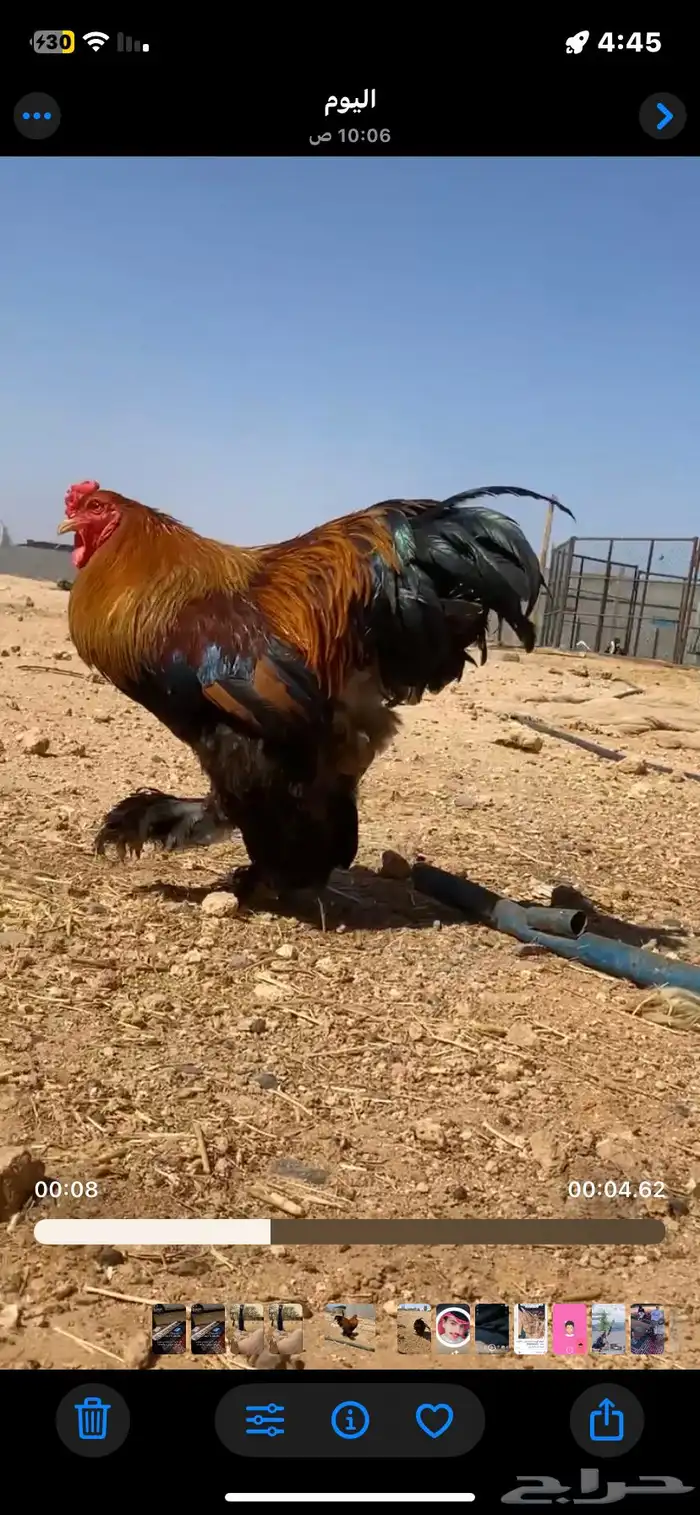 دجاج برهمه 4