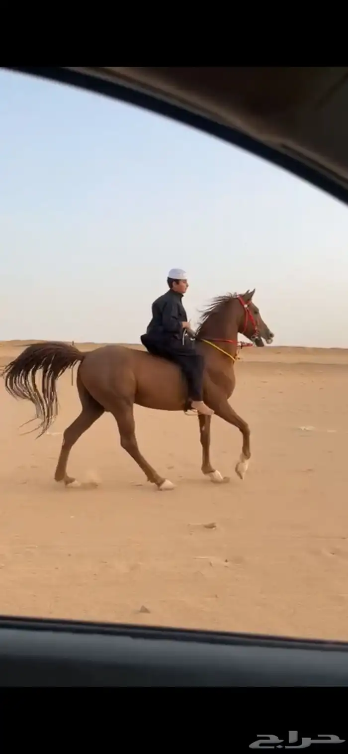 حصان شعبي 1