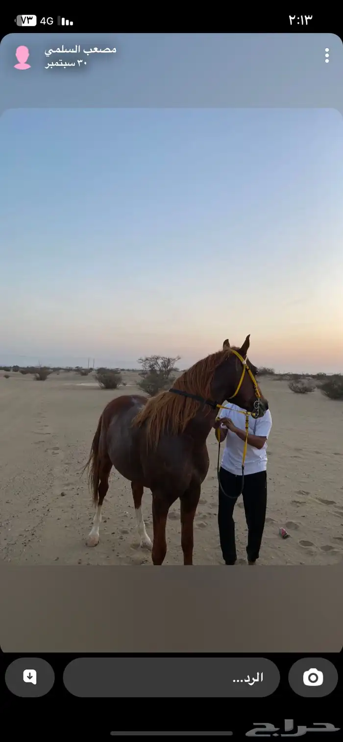 خيل شعبي جزيري 13