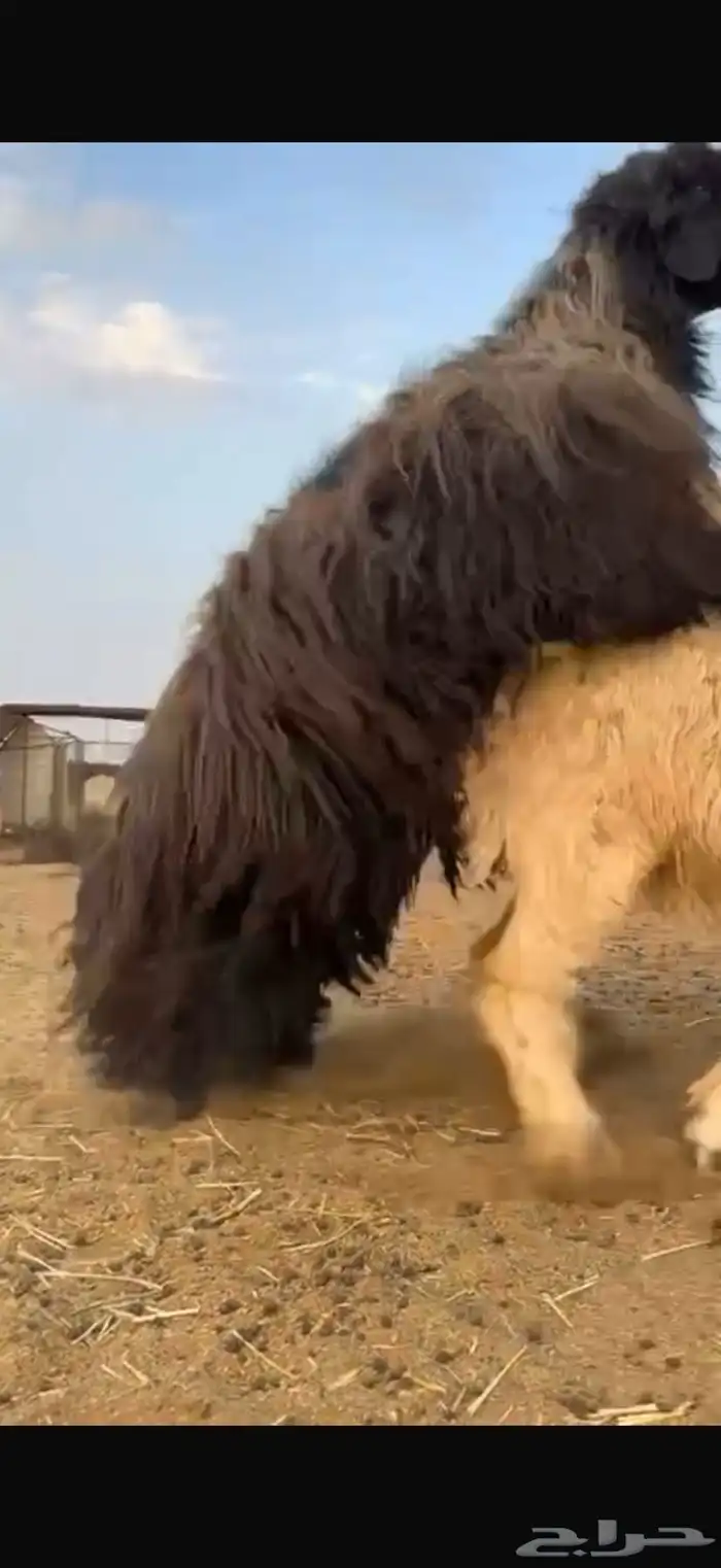خروف فحل عربي 11