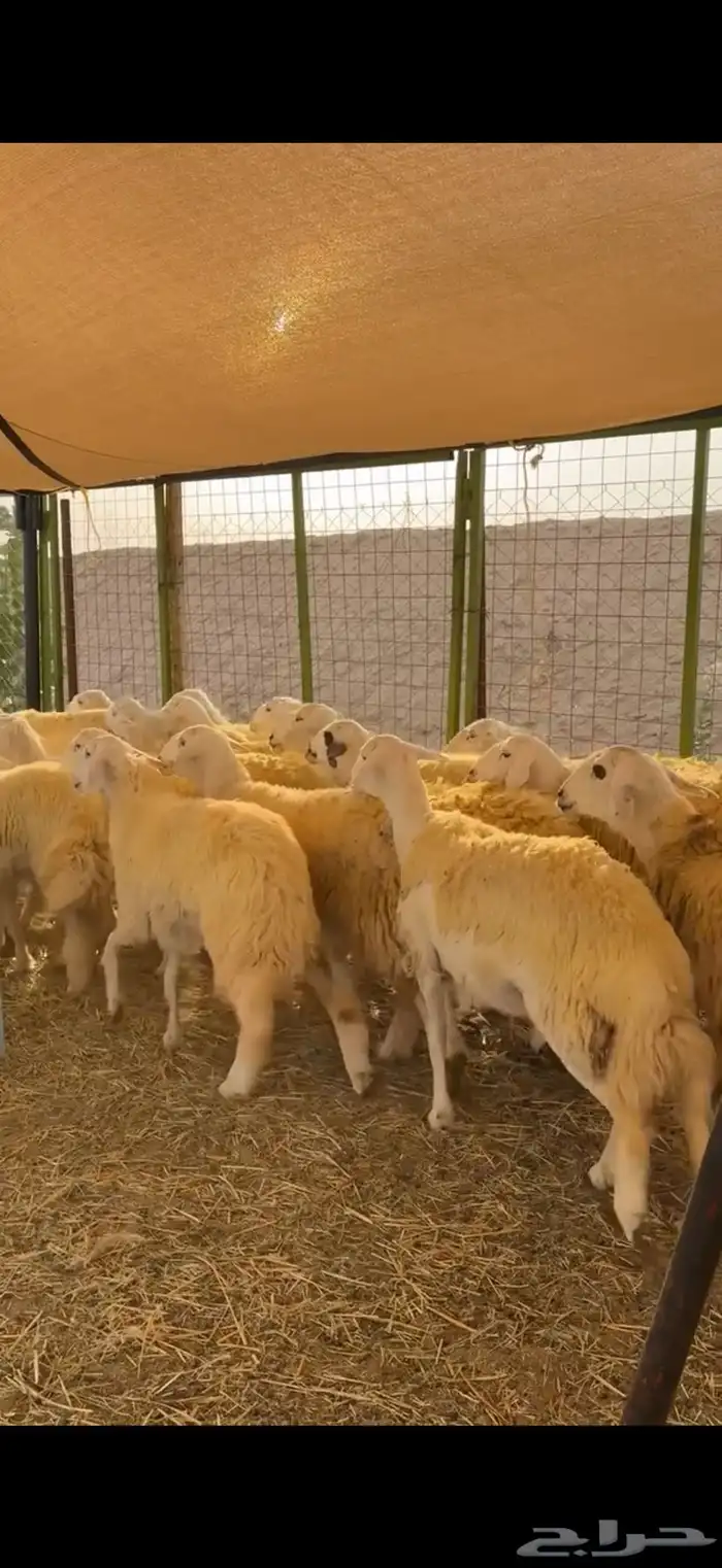 رخال حرش صنف جروم 0