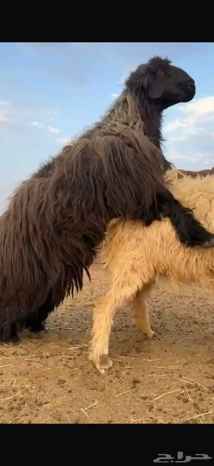 خروف فحل عربي 12