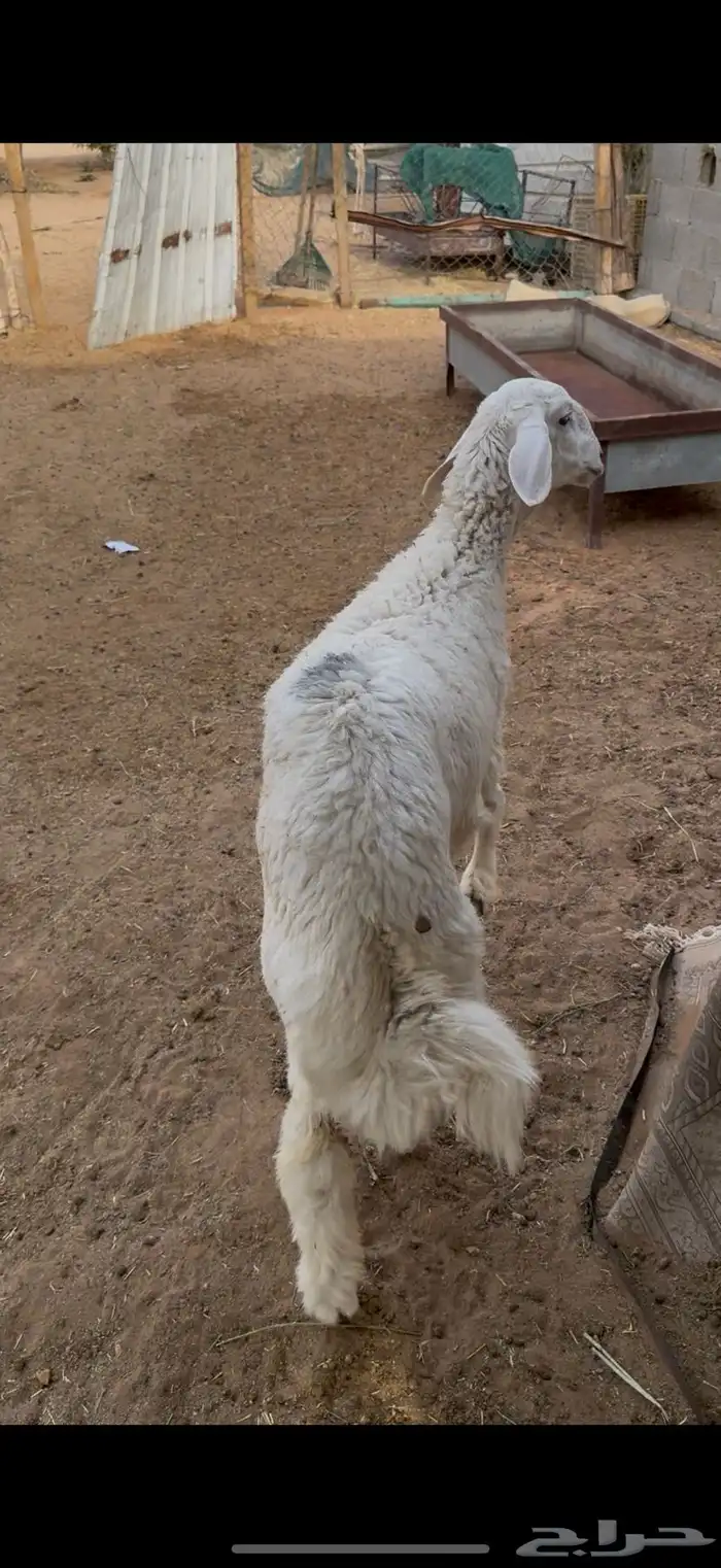 طلي جزل مغلق ضهر وذنب الخرج 0