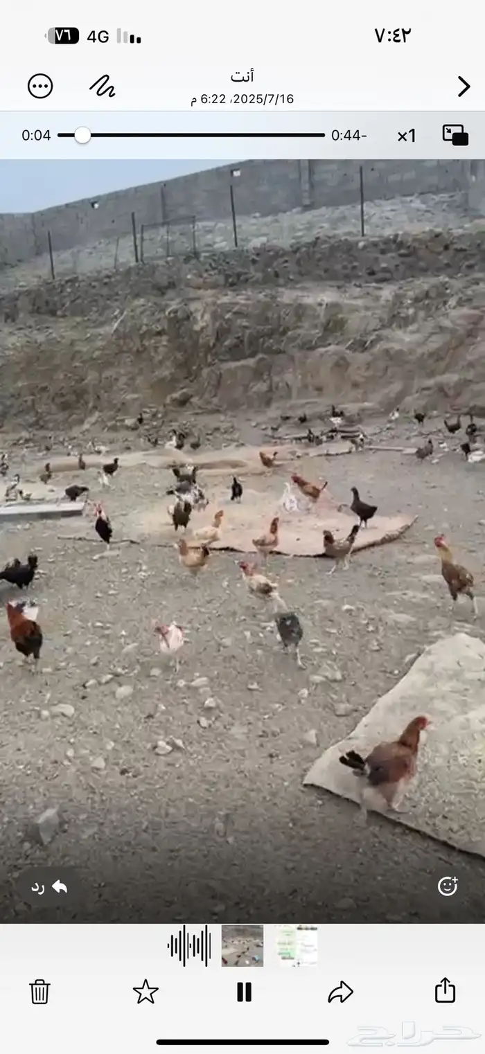 دجاج بلدي 0