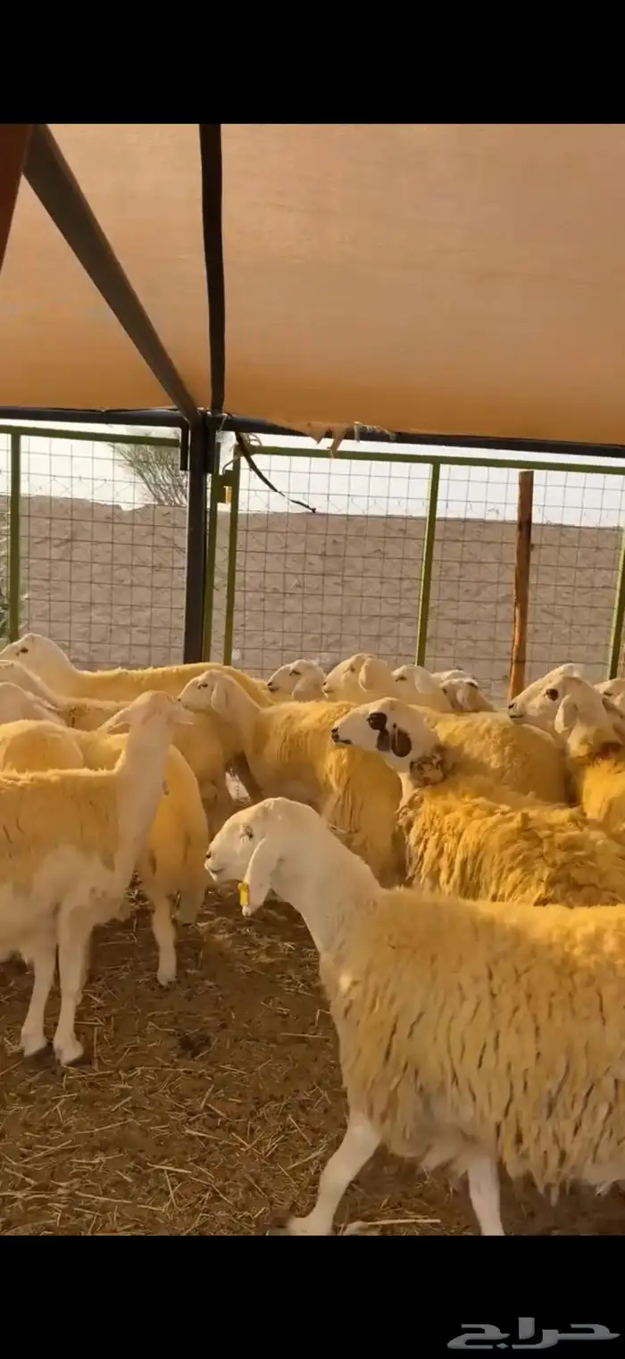 رخال حرش صنف جروم 6