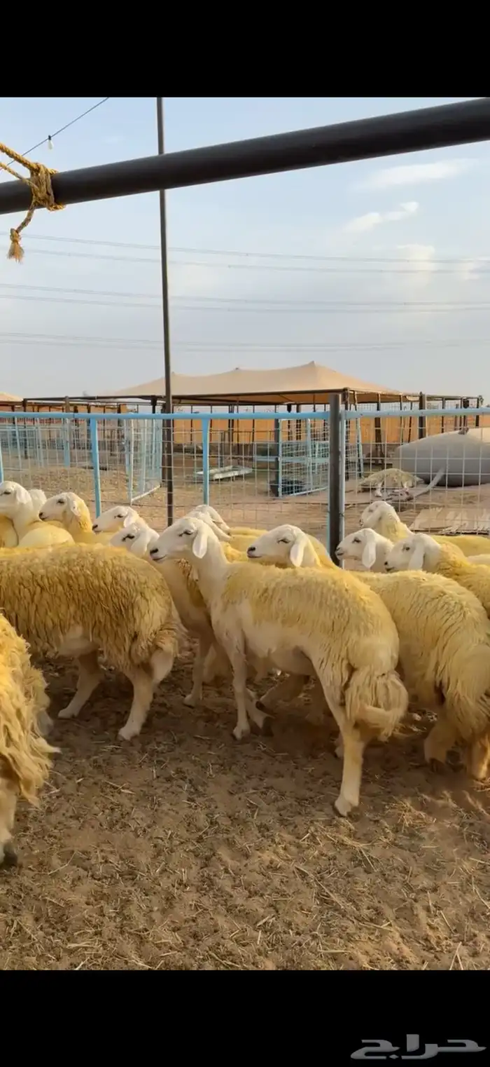 رخال حرش صنف جروم 4