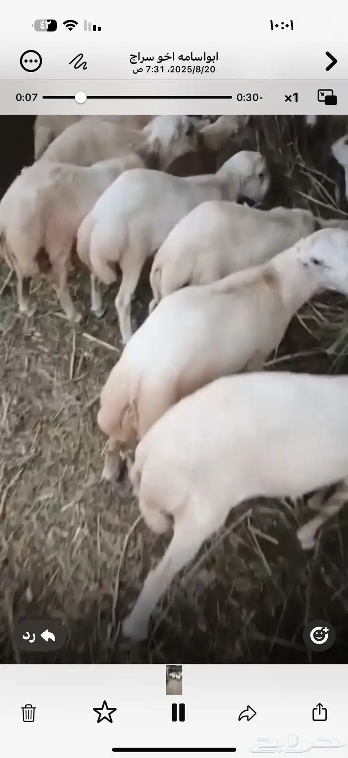 20 كبش ماشاءالله تبارك الله كبار للبيع السن جدعين 5