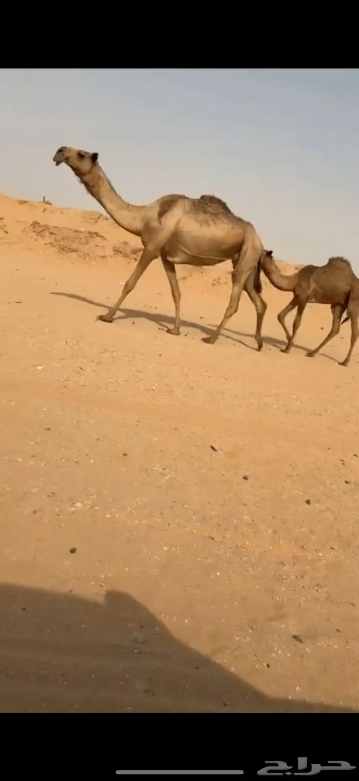 خلفه كفوو ناقه انتاج ثنو نادره 0