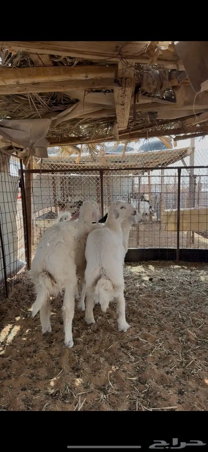 ذبايح ذبيحه نعيم حري تيس   تمارا 1