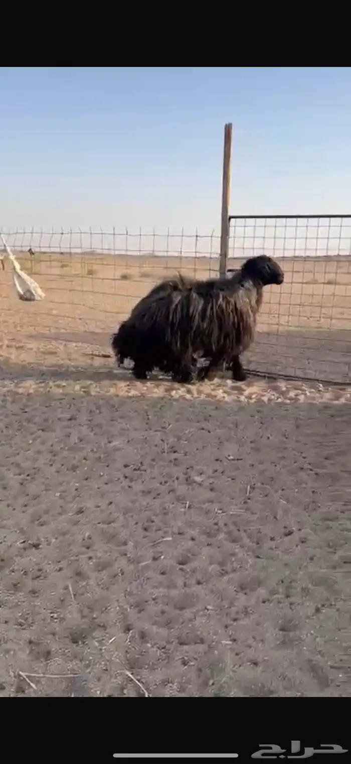 خروف فحل عربي 9