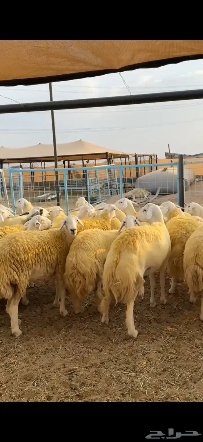 رخال حرش صنف جروم 5