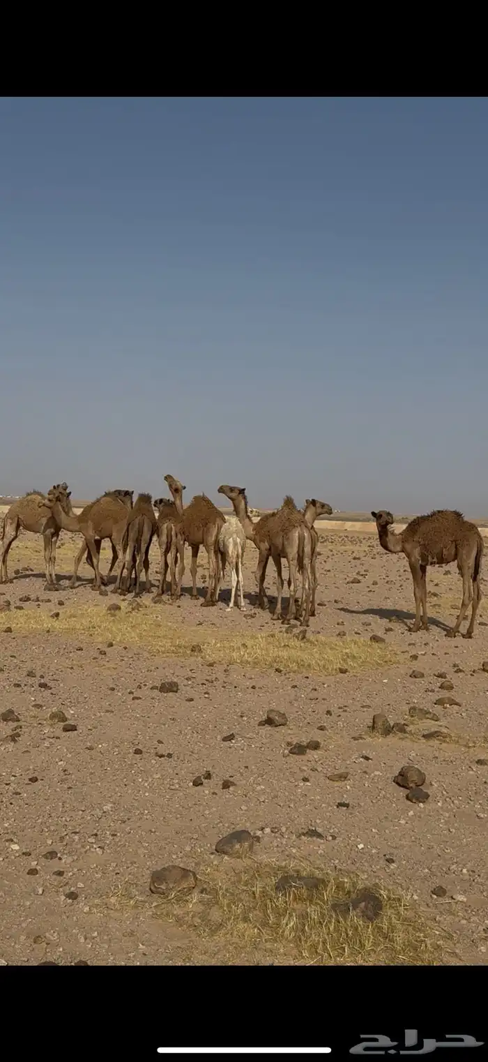 قعدان 0