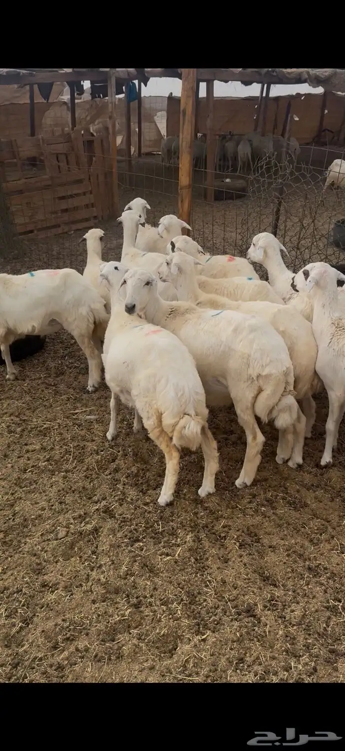 رخال مهجنه نص أذن 2