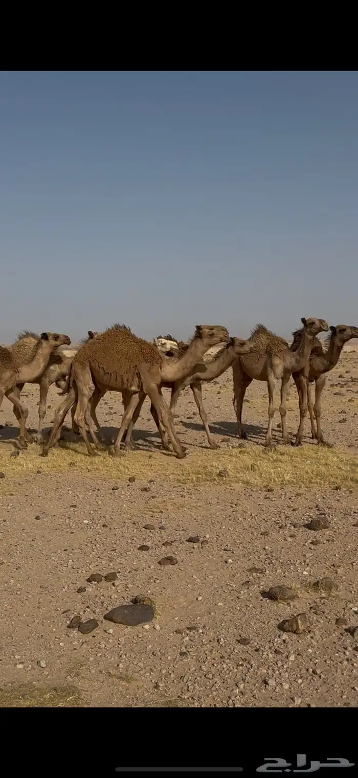 قعدان 1