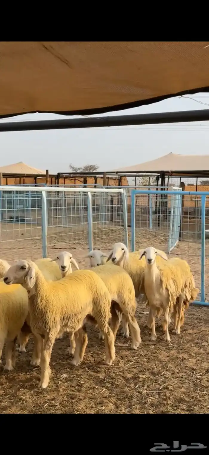 رخال حرش صنف جروم 2
