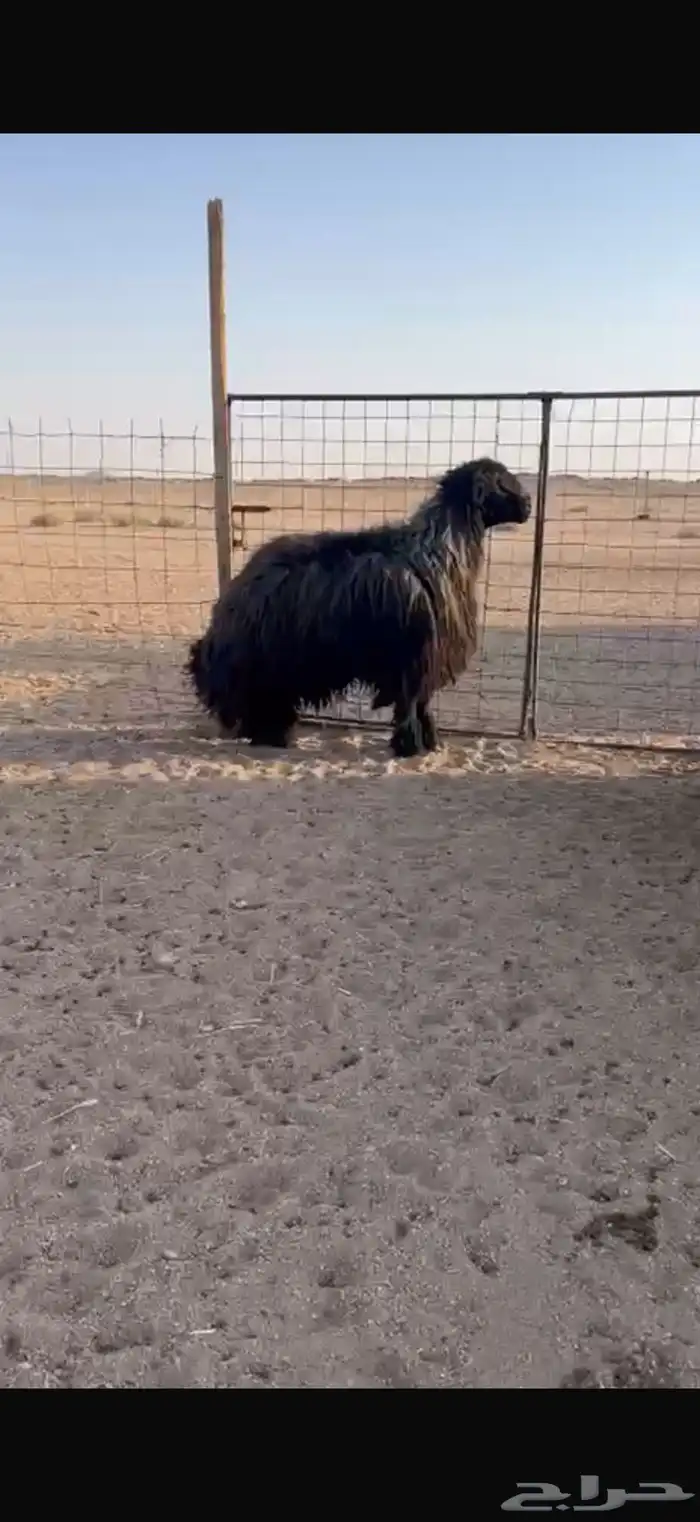خروف فحل عربي 8