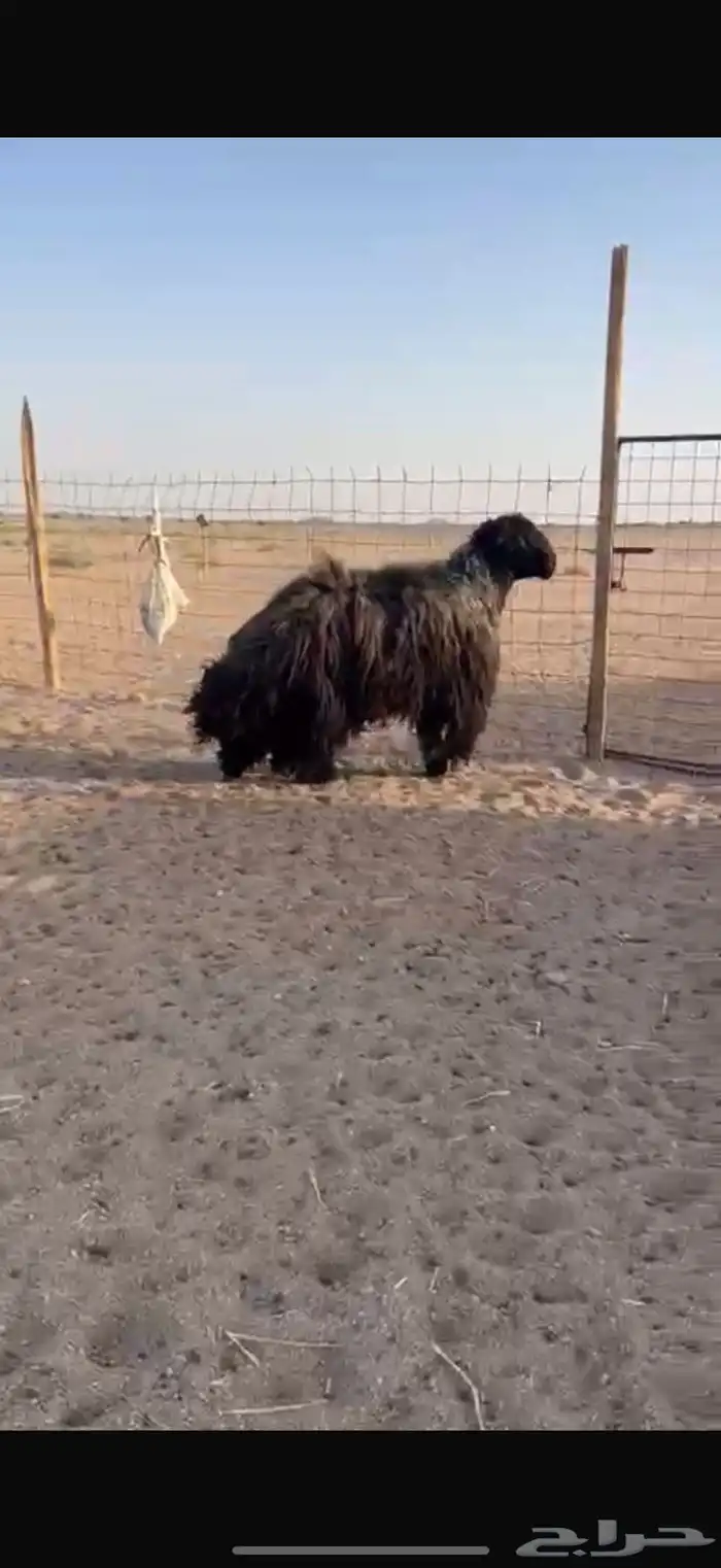 خروف فحل عربي 10