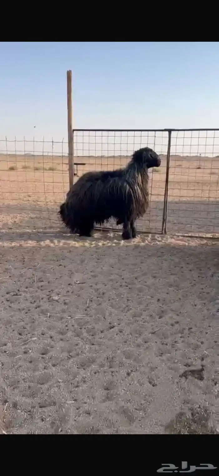 خروف فحل عربي 6