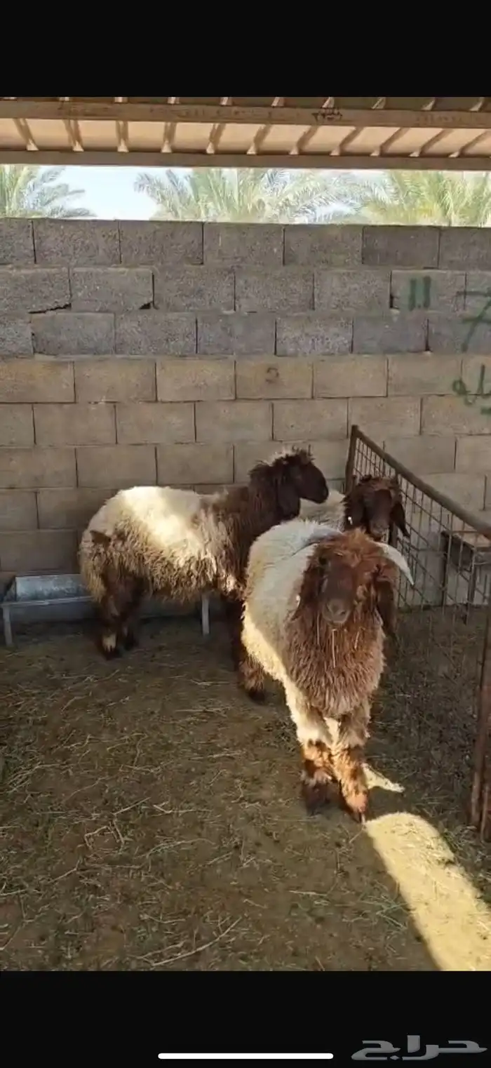 غنم نعيمي للبيع (العدد سته) 2