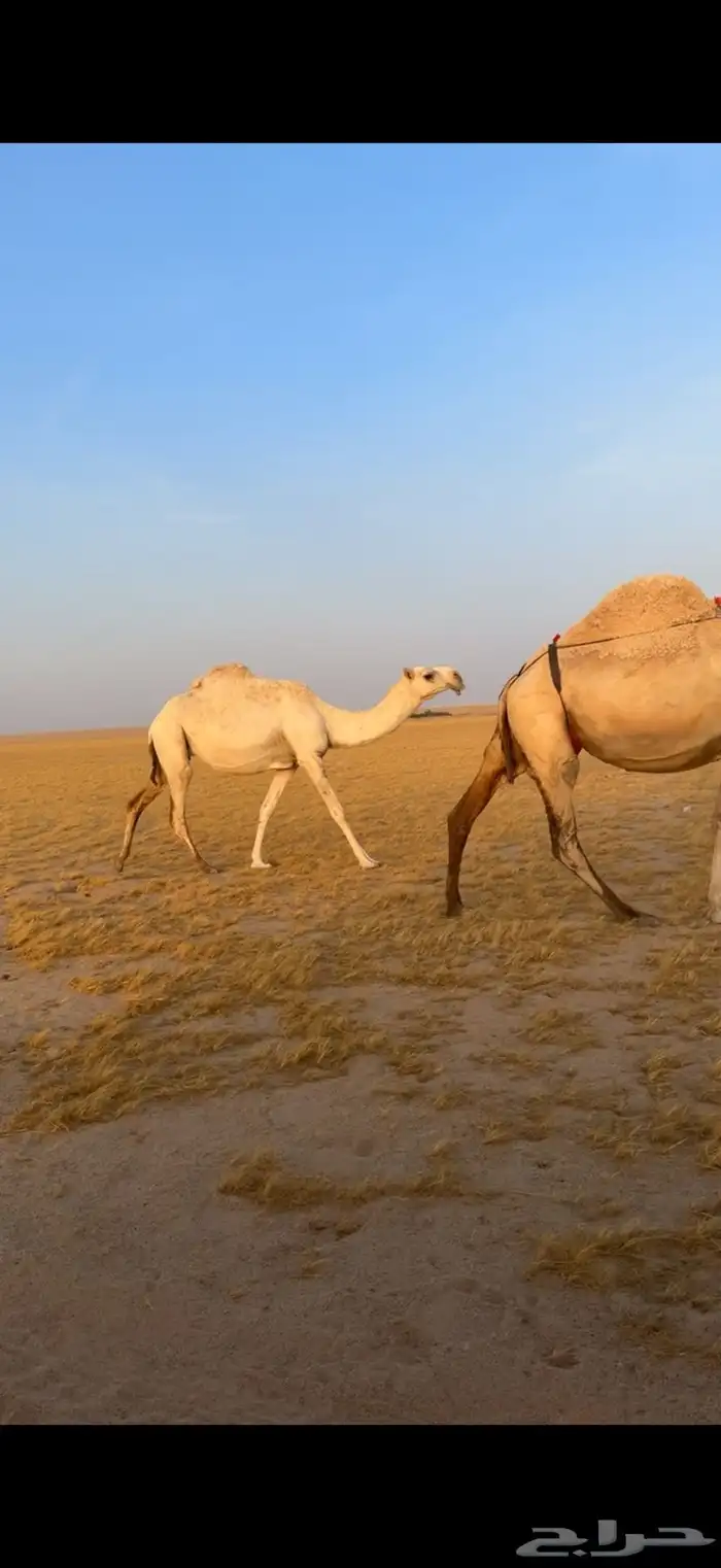 خفوت وضحا 0