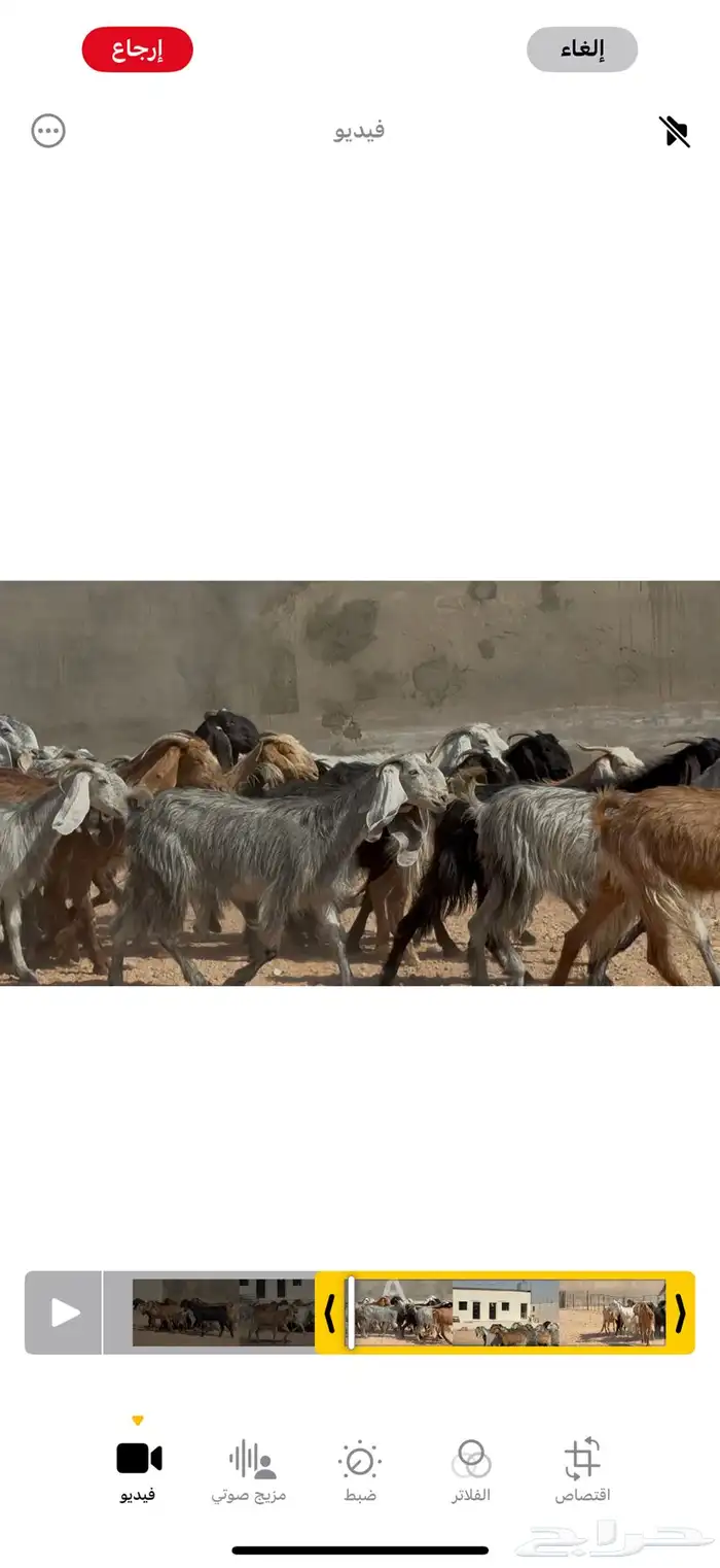 معزا مشاريك ومصريات البيع 790 العدد 19 10