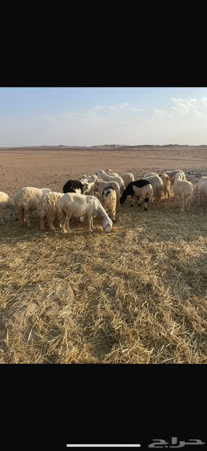 غنم حريه للبيع 4