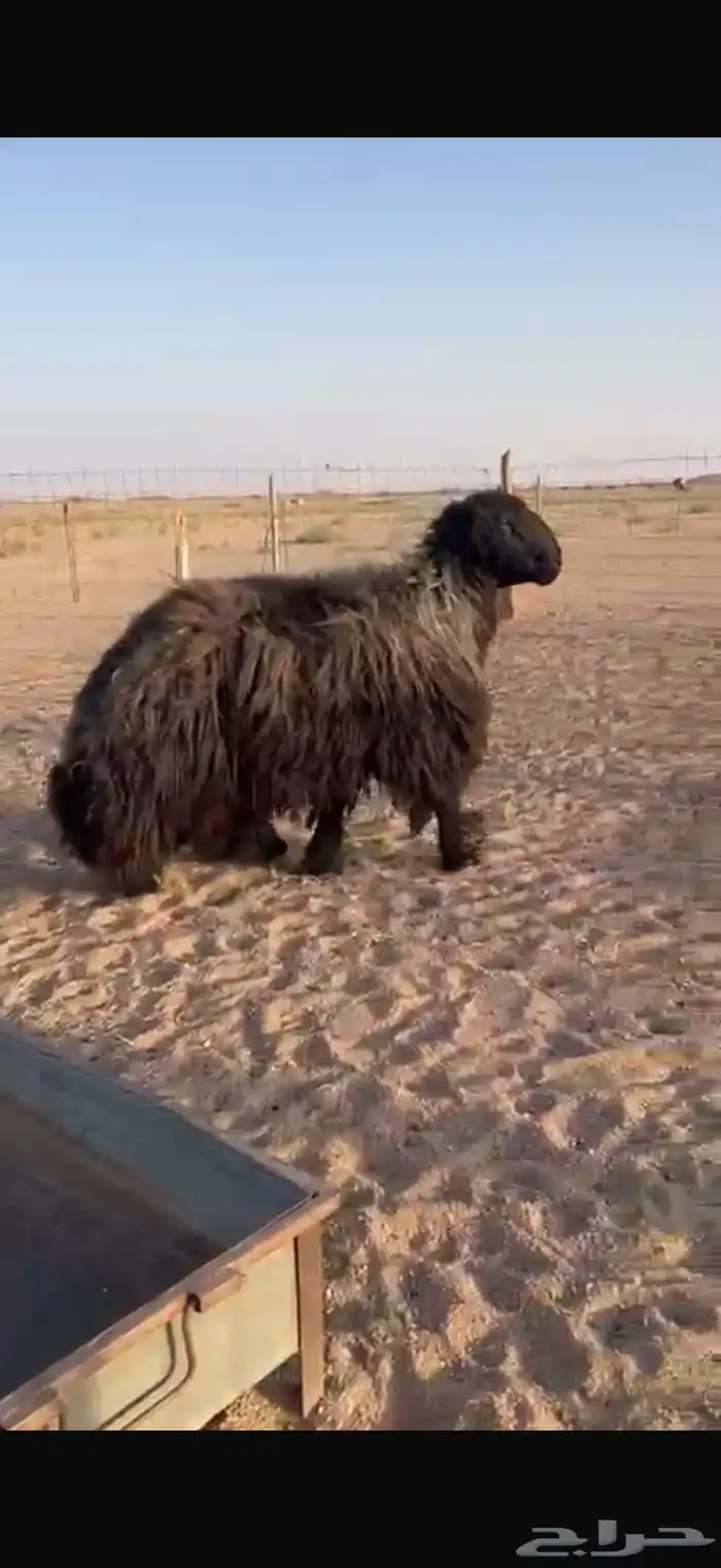 خروف فحل عربي 2