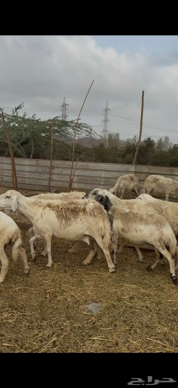 21 ضان حريات ولد ودفيع كفوو حرش مراح واحد 8