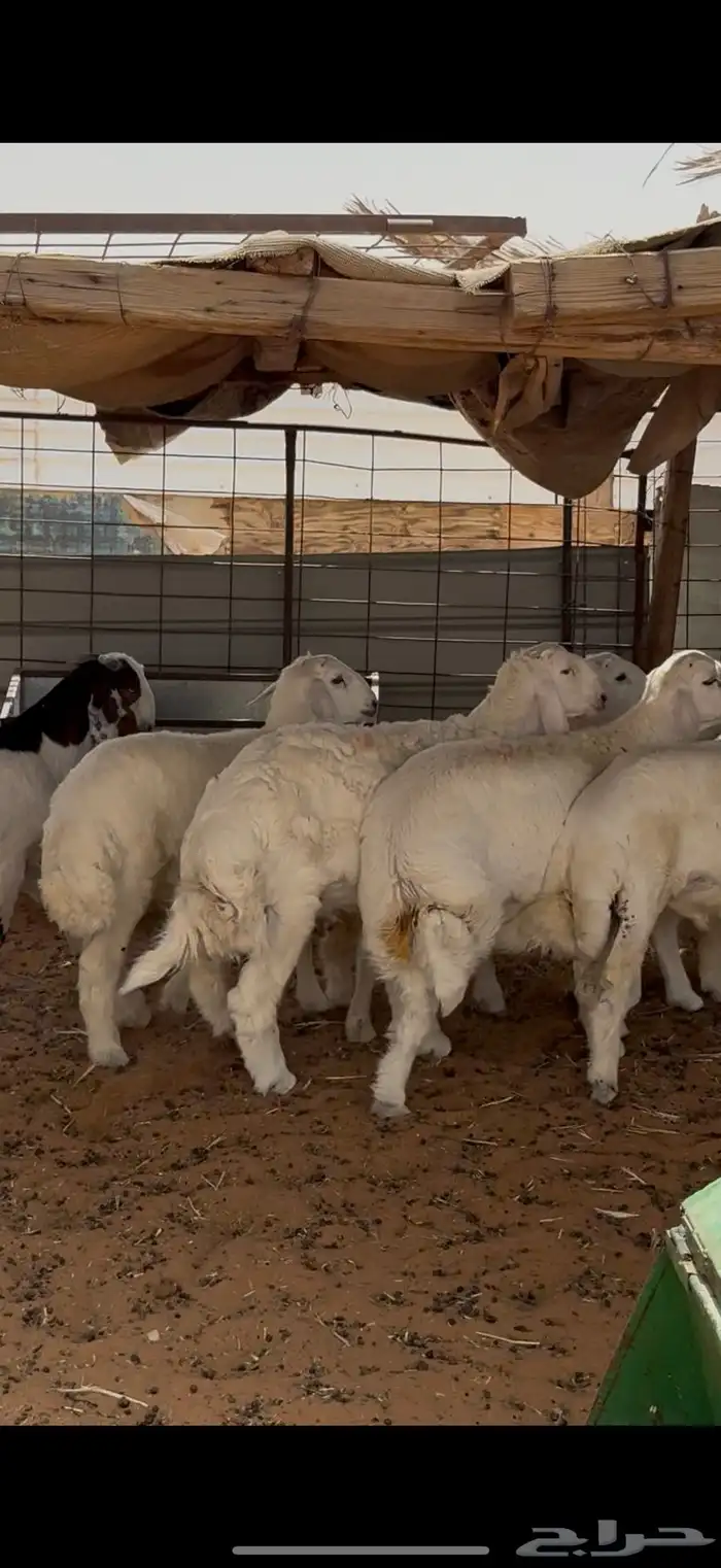 ذبايح ذبيحه نعيم حري تيس   تمارا 2