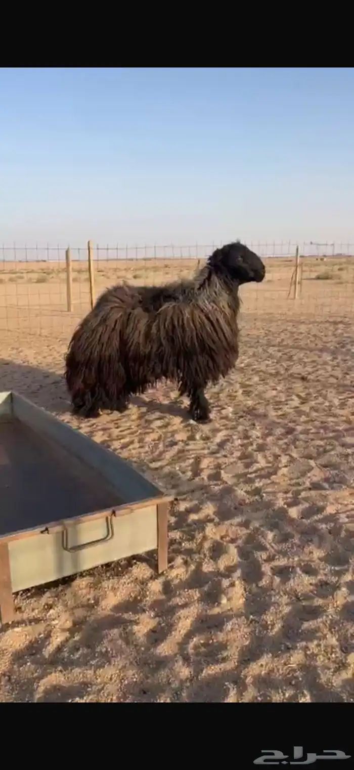 خروف فحل عربي 0