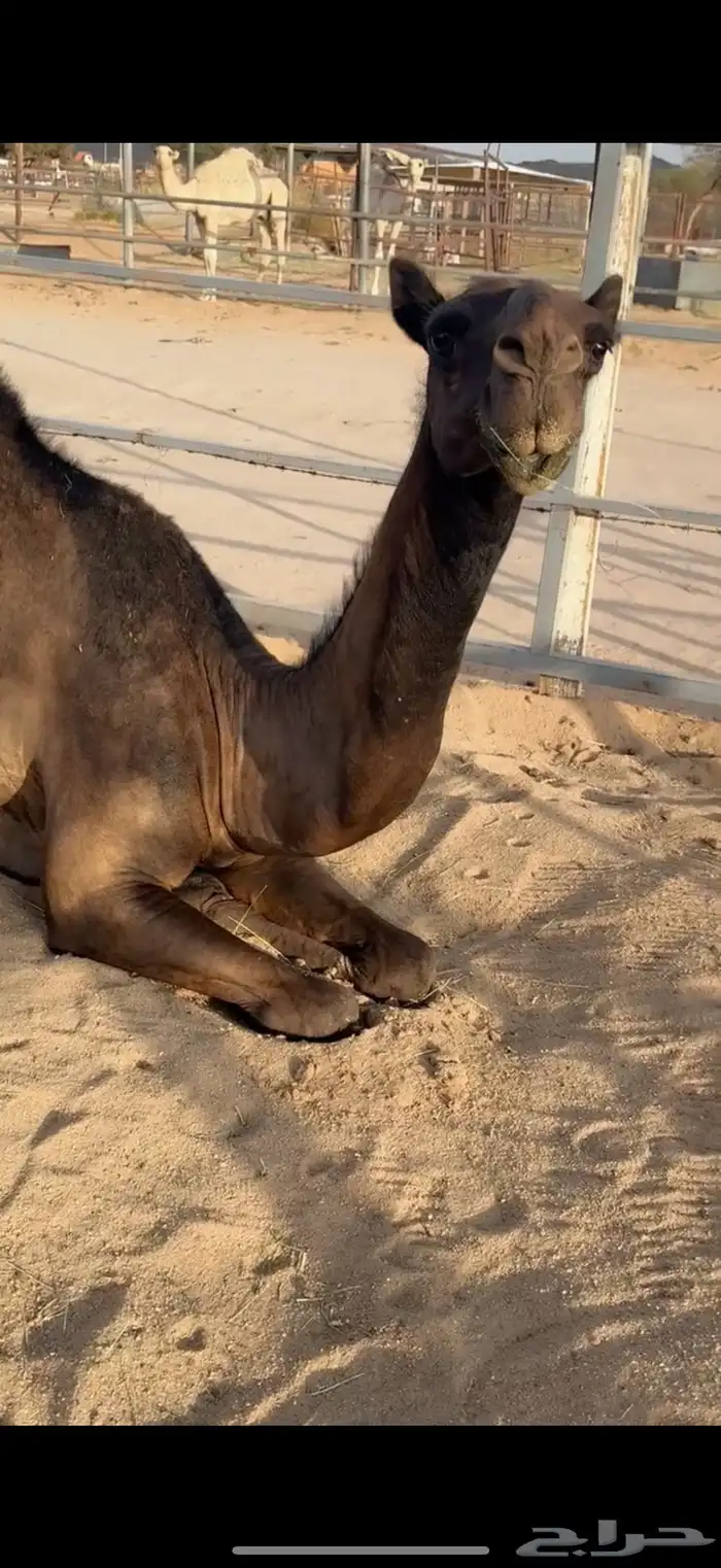 للبيع بكره حقه مجهم 3