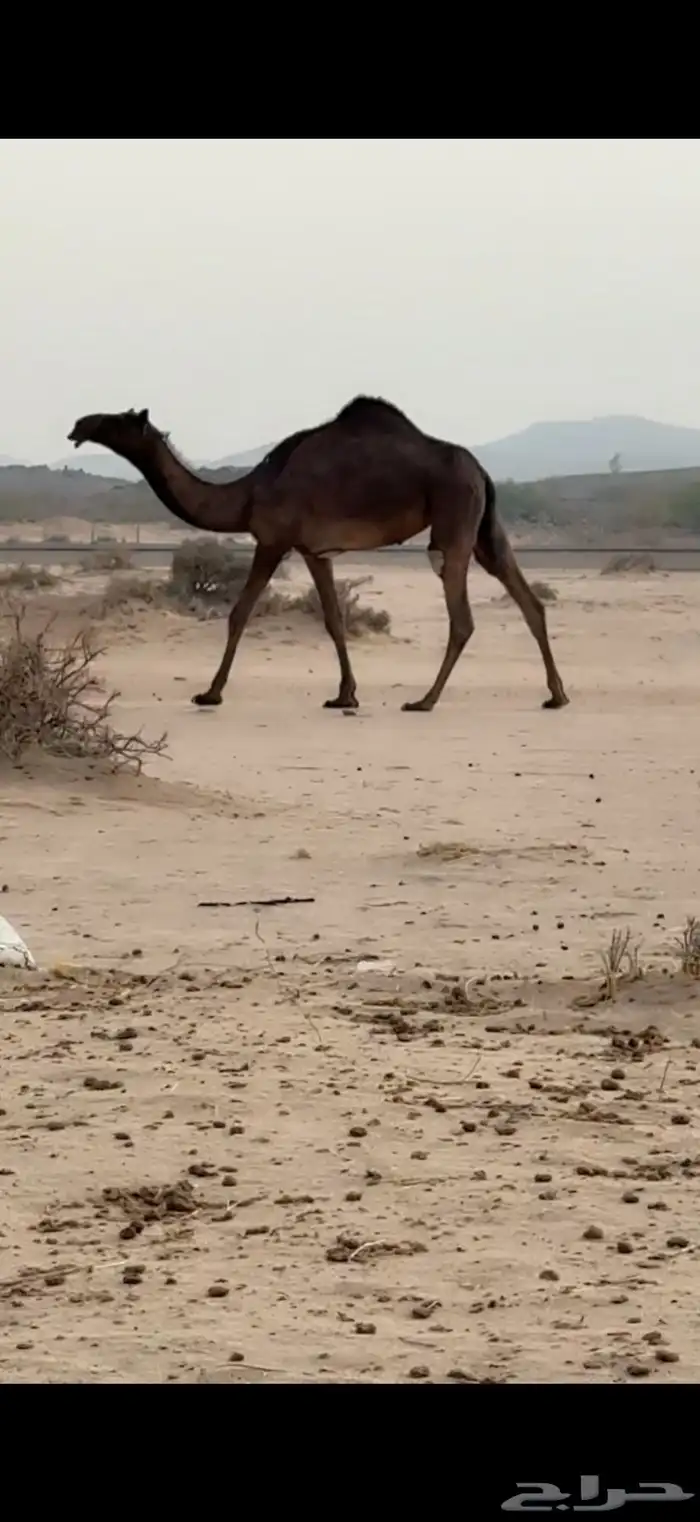 للبيع بكره حقه مجهم 1