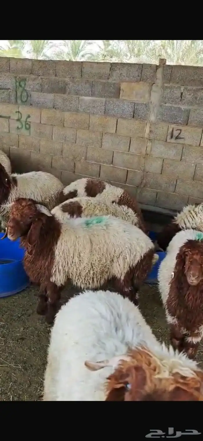 غنم نعيمي للبيع (العدد سته) 4