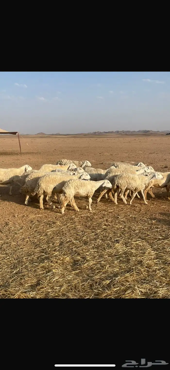 غنم حريه للبيع 1