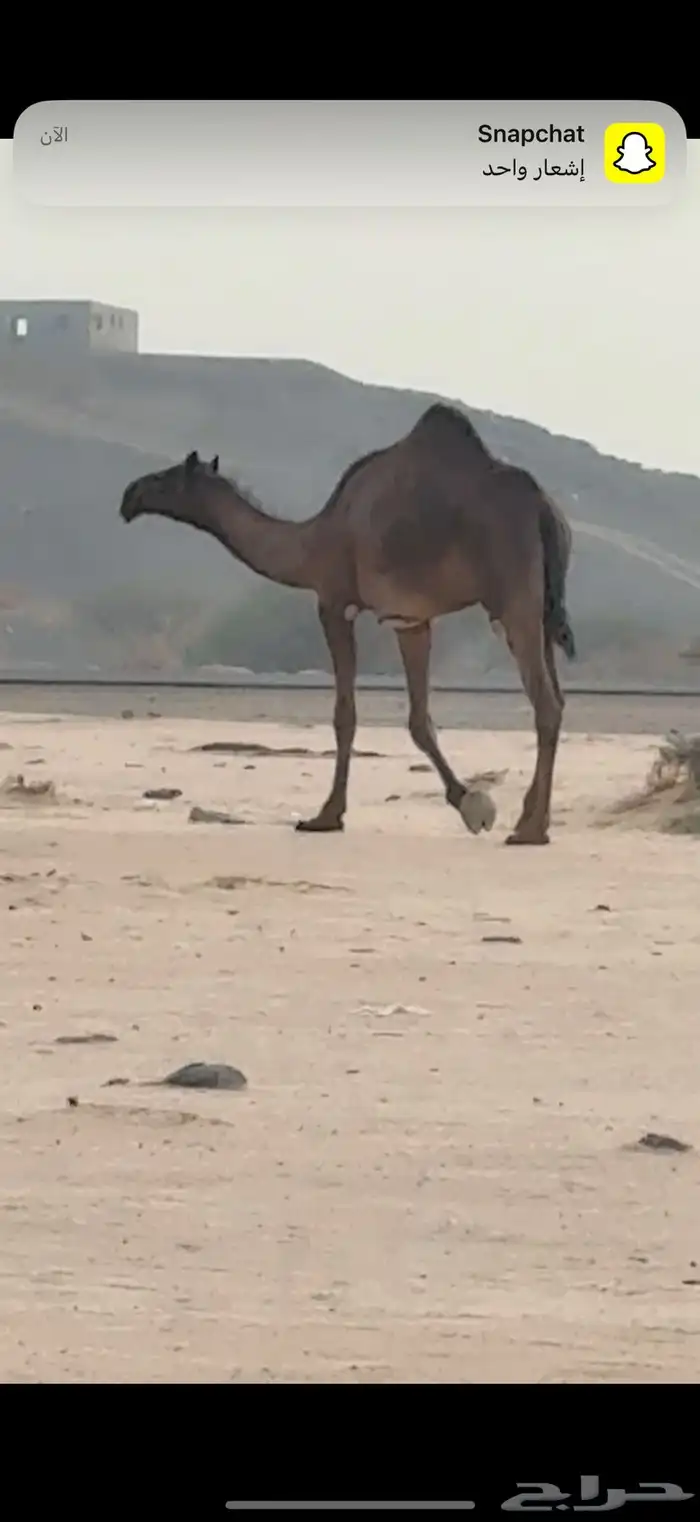 للبيع بكره حقه مجهم 0