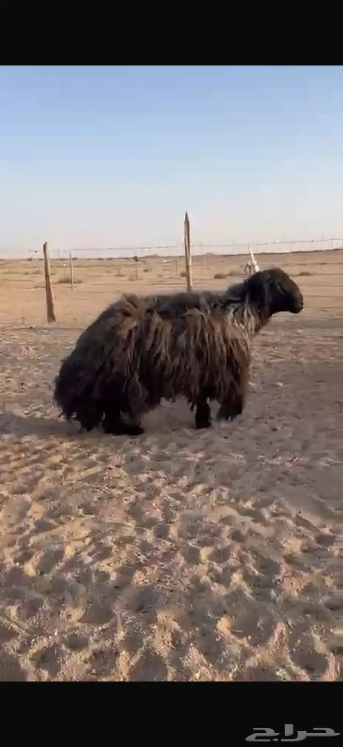 خروف فحل عربي 1