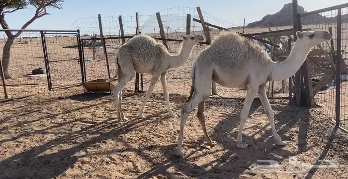 قعود وبكره عمرهن 7 شهور 0